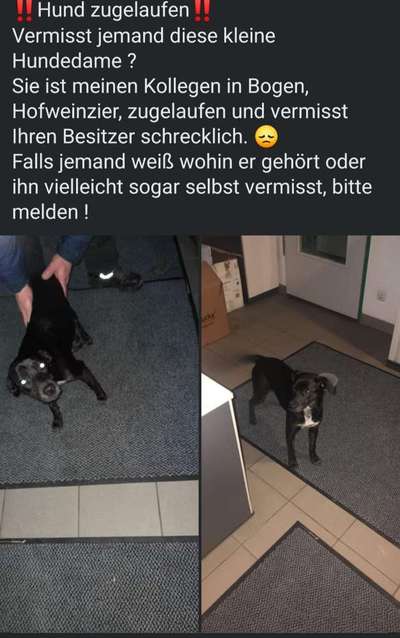 Entlaufene, Gefundene und Vermisste Hunde-Beitrag-Bild