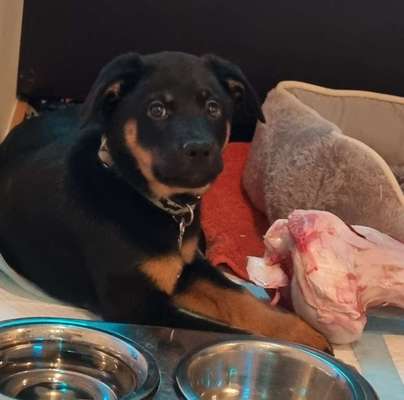 Dogorama Photo Challenge - Hundeblick zum hinschmelzen-Beitrag-Bild