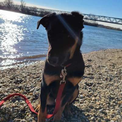 Dogorama Photo Challenge - Der Frühling kommt-Beitrag-Bild