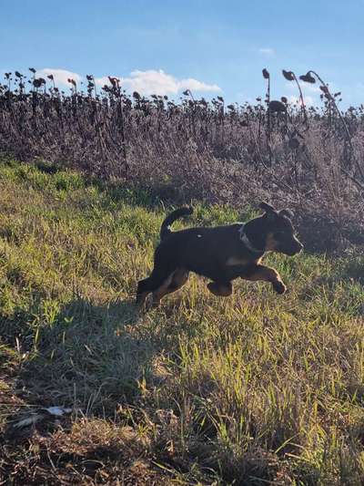 Appenzeller Sennenhunde-Beitrag-Bild