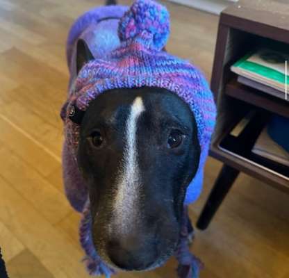 Hundetreffen-Treffen am Dölitzer Tor-Bild