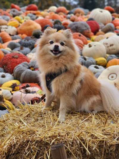 Hundetreffen-Gemeinsames Gassi gehen oder Spielen im Garten-Bild