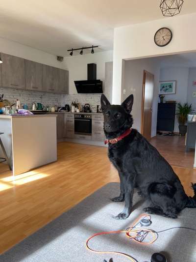 Mudi - Gibt es hier noch weitere ungarische Paprikas?-Beitrag-Bild