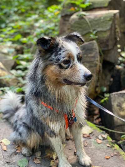 Dogorama Photo Challenge - Märchenwald-Beitrag-Bild