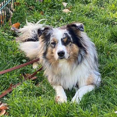 Hundetreffen-Hundewiese Essen-Kettwig-Bild