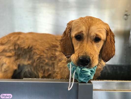 Wo sind die Golden Retriever Liebhaber?-Beitrag-Bild