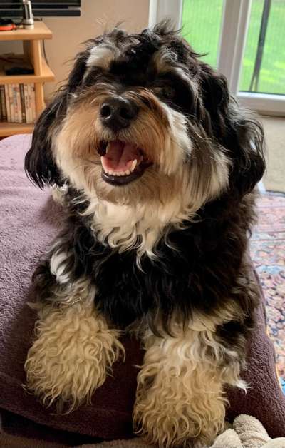 Havaneser-Beitrag-Bild