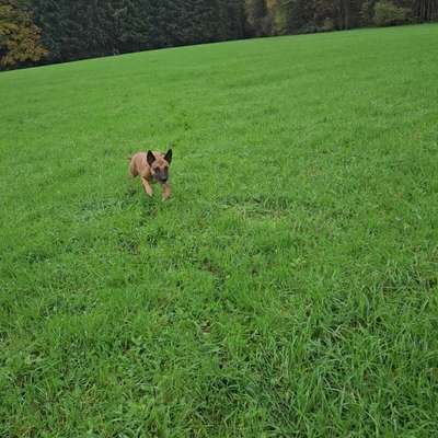 Hundetreffen-Spielen, spazieren und trainieren-Bild