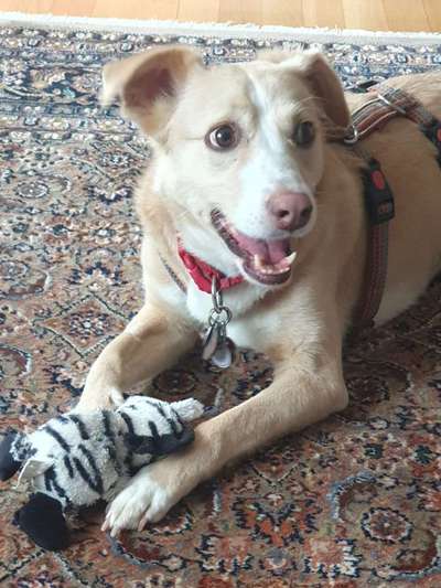 Hunde aus Griechenland-Beitrag-Bild