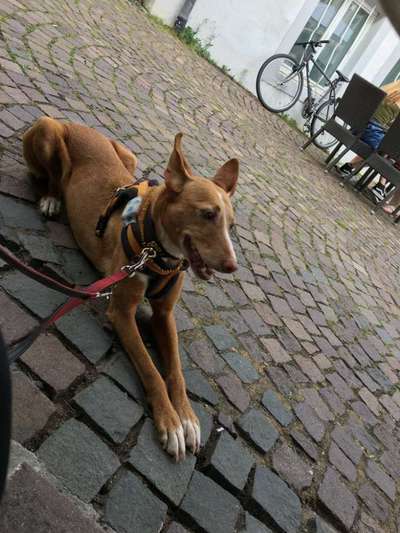 Hund aus dem Spanischen Tierschutz-Beitrag-Bild