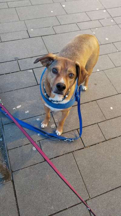 Hund aus dem Spanischen Tierschutz-Beitrag-Bild