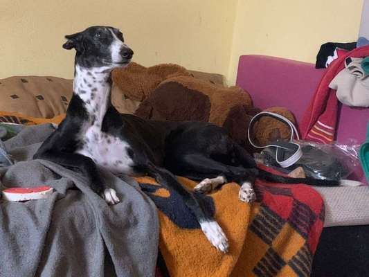 Hund aus dem Spanischen Tierschutz-Beitrag-Bild