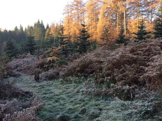 Dein Hund im Dogorama-Kalender 2021-Beitrag-Bild