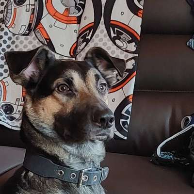 Hundetreffen-Gassirunde in Vlotho-Profilbild