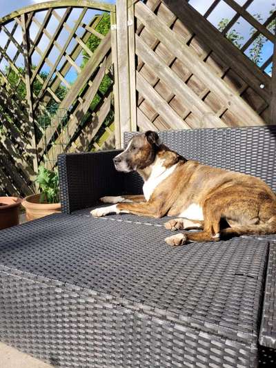 Mischlingshunde Foto Aufruf-Beitrag-Bild