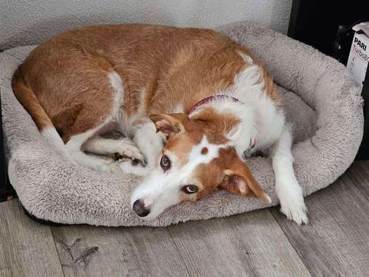 Wie kamst du zu deinem Hund?-Beitrag-Bild