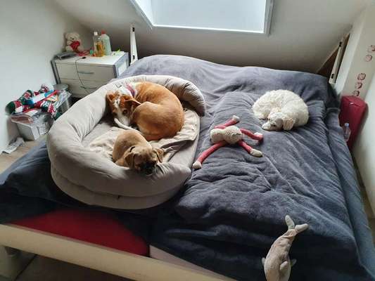 Wie kamst du zu deinem Hund?-Beitrag-Bild