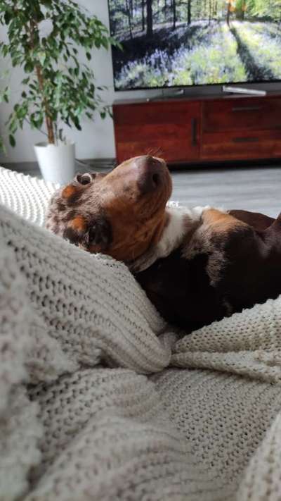 Dogorama Photo Challenge - Hundeblick zum hinschmelzen-Beitrag-Bild