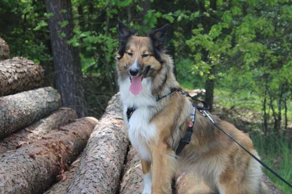 Hundetreffen-Gemeinsames Trainieren & Spazieren🐾-Bild