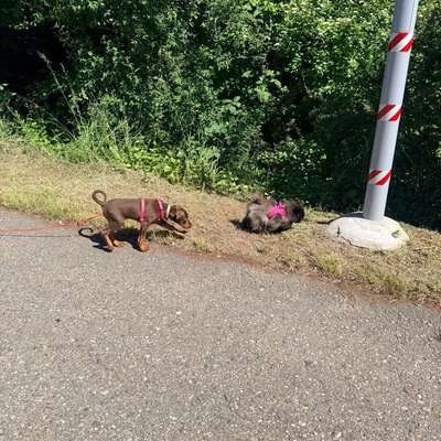 Hundetreffen-Spiel und Spaziertreffen gesucht-Bild