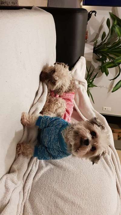 Wie "jung" haben sich eure Hunde gehalten ?-Beitrag-Bild