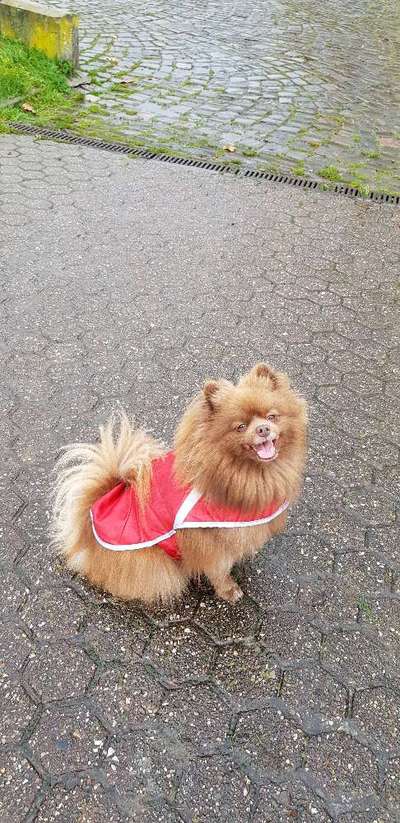 Dogorama Photo Challenge - Einmal lächeln bitte-Beitrag-Bild