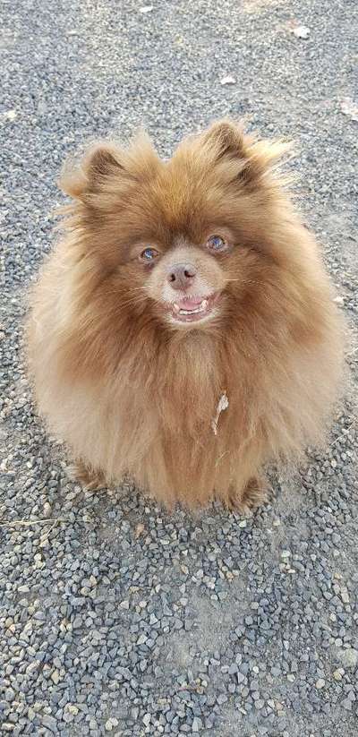 Spitz--Zwergspitz--kleinspitz---mittelspitz----Großspitz--Wolfsspitz-Beitrag-Bild