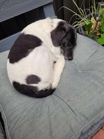 Auslandstierschutz-Beitrag-Bild