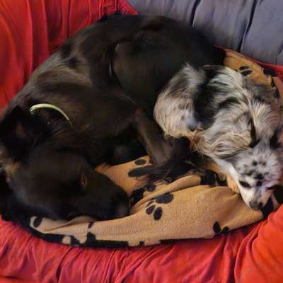 %{de_profession_title}-Hundepension-Bild