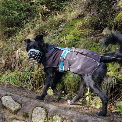 %{de_profession_title}-Maulkorbberatung-Bild