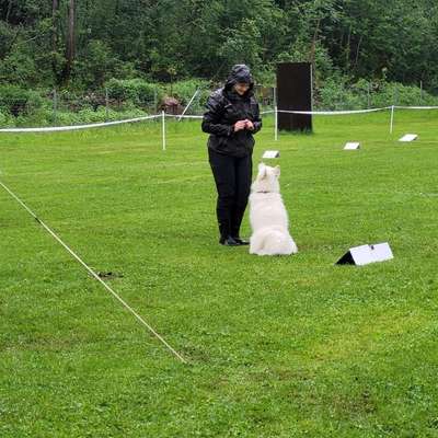 %{de_profession_title}-Hundetraining-Bild