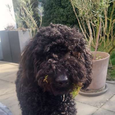 Hundetreffen-Spielfreunde / Spaziergänge-Bild