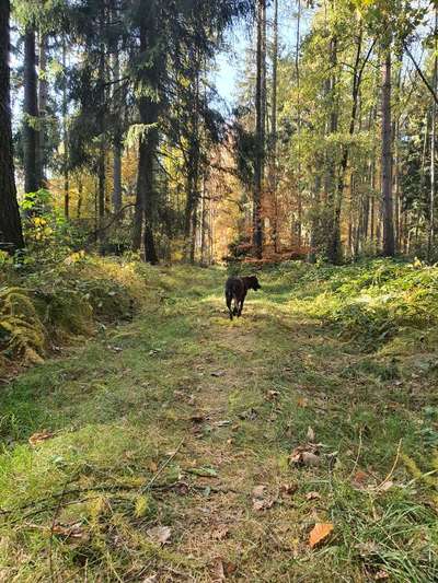 Hundeauslaufgebiet-Königsholz-Bild