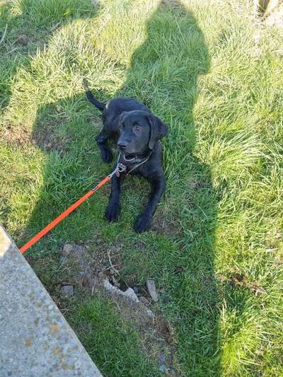 Welpen Bilder !-Beitrag-Bild