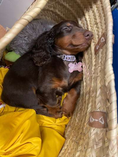 Welpen Bilder !-Beitrag-Bild