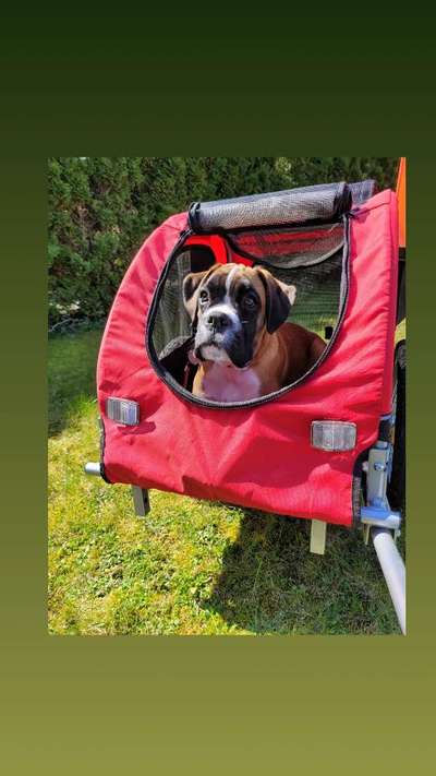 Dogorama Photo Challenge - Durchblick-Beitrag-Bild