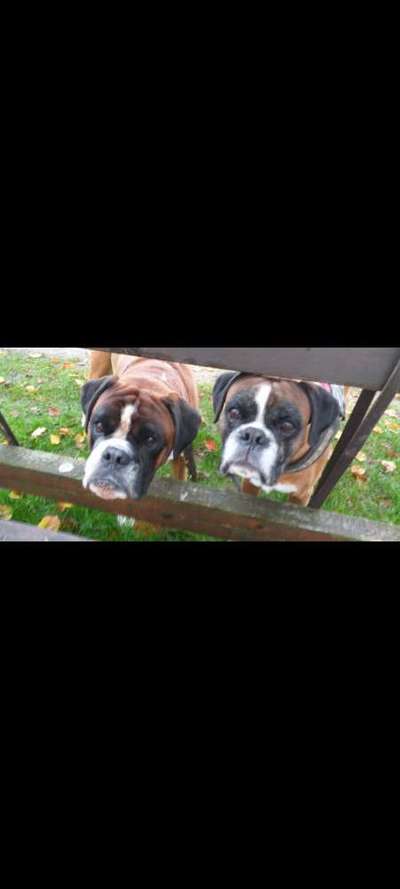 Dogorama Photo Challenge - Durchblick-Beitrag-Bild