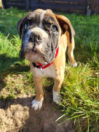 Zeige den lustigsten Blick deines Hundes-Beitrag-Bild