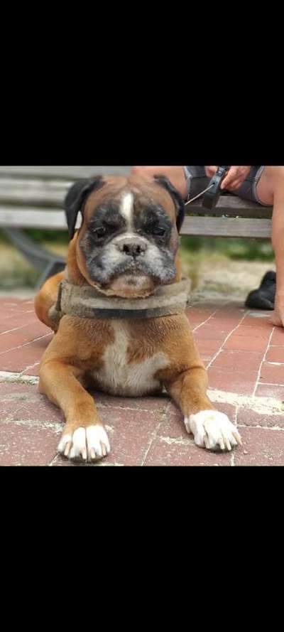 Zeige den lustigsten Blick deines Hundes-Beitrag-Bild