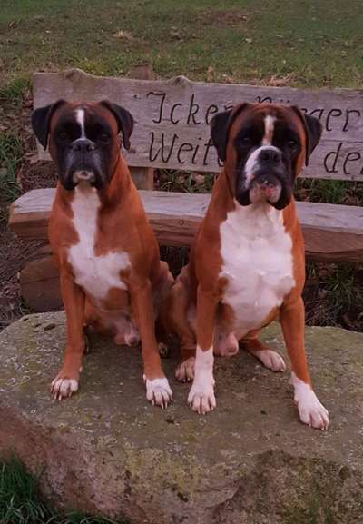 Deutsche Boxer-Beitrag-Bild