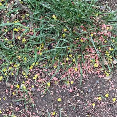 Giftköder-Rattengift??!!-Bild