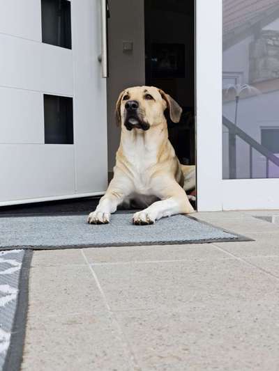 Kangal Fans ! ! ! !-Beitrag-Bild