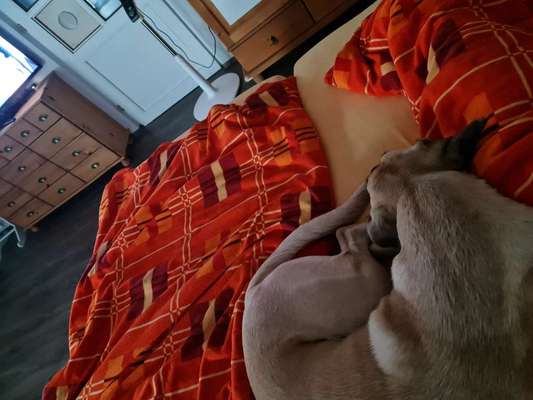 Darf der Hund bei Euch im Bett schlafen?-Beitrag-Bild