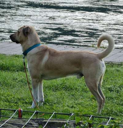 Kangal Fans ! ! ! !-Beitrag-Bild