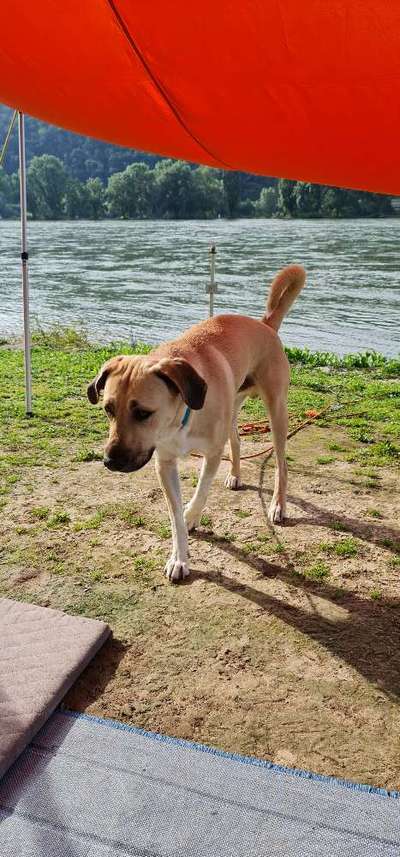 Kangal Fans ! ! ! !-Beitrag-Bild