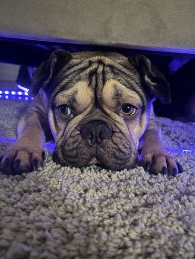 Französische Bulldoggen-Beitrag-Bild