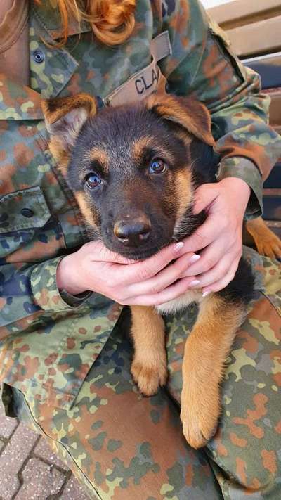 Welpen Bilder !-Beitrag-Bild