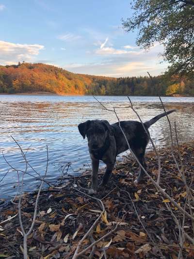 Dogorama-Monats-Challenge-Mai "Wasser"-Beitrag-Bild