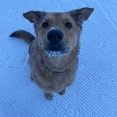 Hundetreffen-Dogsitter wöchentlich gesucht-Bild