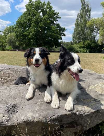 Hundetreffen-Social Walk / Training-Bild